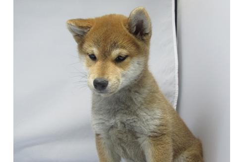 成約済の愛知県の柴犬-63439の12枚目