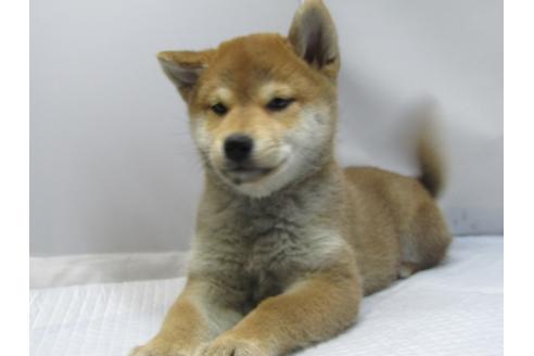 成約済の愛知県の柴犬-63439の10枚目