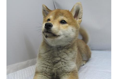 成約済の愛知県の柴犬-63439の9枚目