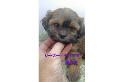 成約済の宮崎県のミックス犬-67114