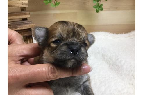 成約済の静岡県のチワワ(ロングコート)-66236の4枚目