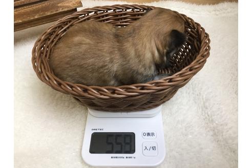 成約済の静岡県のチワワ(ロングコート)-66236の3枚目