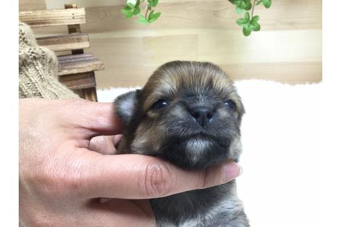 成約済の静岡県のチワワ(ロングコート)-66238の6枚目