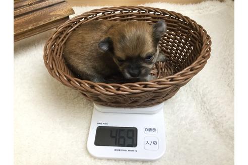 成約済の静岡県のチワワ(ロングコート)-66238の5枚目