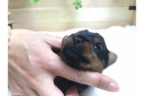 成約済の静岡県のヨークシャーテリア-66240の5枚目