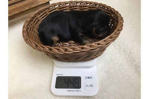 成約済の静岡県のヨークシャーテリア-66240の4枚目