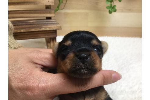 成約済の静岡県のヨークシャーテリア-66245の6枚目