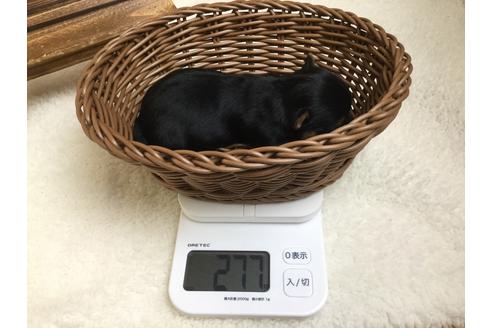 成約済の静岡県のヨークシャーテリア-66245の5枚目