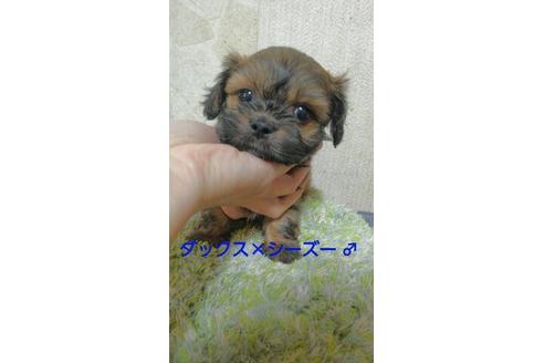 成約済の宮崎県のミックス犬-67123