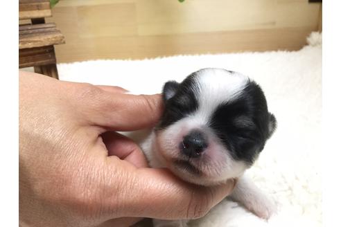 成約済の静岡県のチワワ(ロングコート)-67125の10枚目