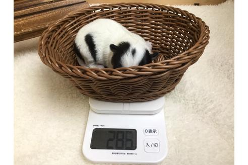 成約済の静岡県のチワワ(ロングコート)-67125の9枚目