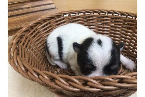 成約済の静岡県のチワワ(ロングコート)-67125の8枚目