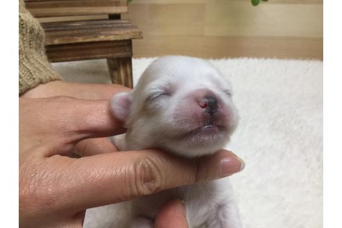 成約済の静岡県のチワワ(ロングコート)-67126の11枚目