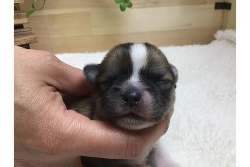 成約済の静岡県のチワワ(ロングコート)-67128の9枚目