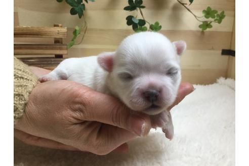 成約済の静岡県のチワワ(ロングコート)-67130の10枚目