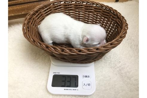 成約済の静岡県のチワワ(ロングコート)-67130の9枚目