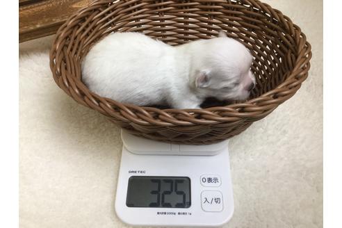 成約済の静岡県のチワワ(ロングコート)-67132の9枚目