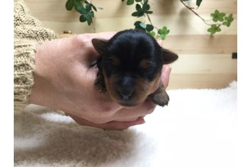 成約済の静岡県のヨークシャーテリア-67135の8枚目