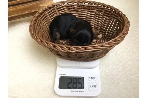 成約済の静岡県のヨークシャーテリア-67135の7枚目