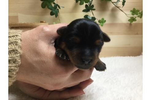 成約済の静岡県のヨークシャーテリア-67139の10枚目