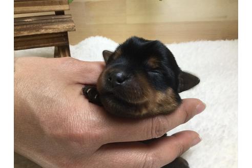 成約済の静岡県のヨークシャーテリア-67139の9枚目