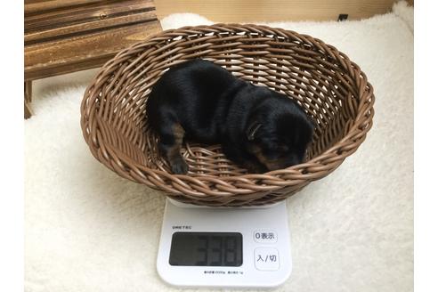 成約済の静岡県のヨークシャーテリア-67139の8枚目