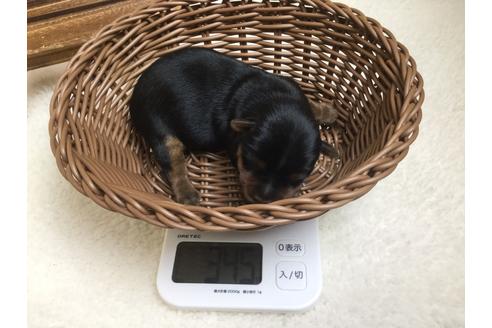 成約済の静岡県のヨークシャーテリア-67141の6枚目