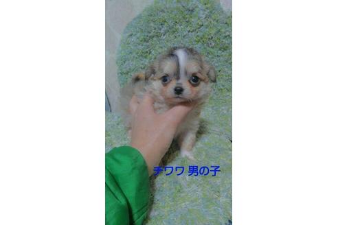 成約済の宮崎県のチワワ(ロングコート)-67142の1枚目