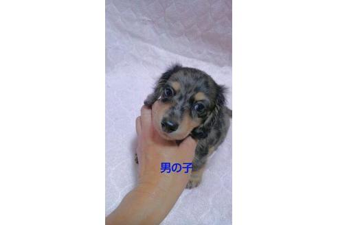 成約済の宮崎県のミニチュアダックスフンド(ロングヘアード)-67144の1枚目
