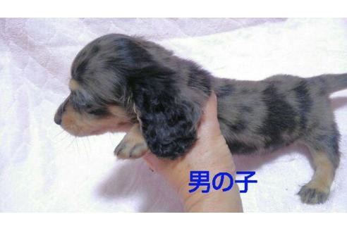 成約済の宮崎県のミニチュアダックスフンド(ロングヘアード)-67144の2枚目