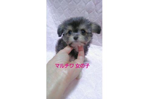 成約済の宮崎県のミックス犬-67149