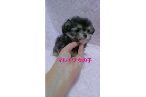 成約済の宮崎県のミックス犬-67149の2枚目
