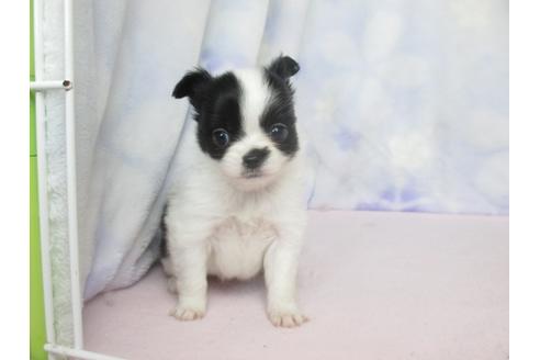 成約済の熊本県のミックス犬-67153の1枚目