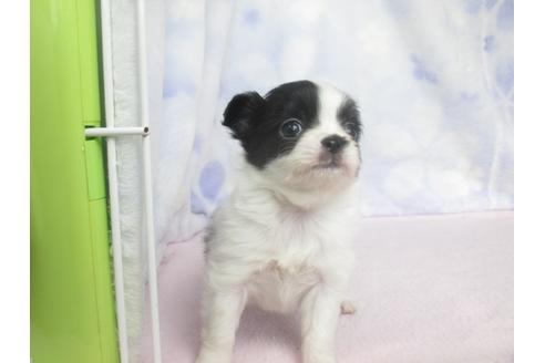 成約済の熊本県のミックス犬-67153の3枚目