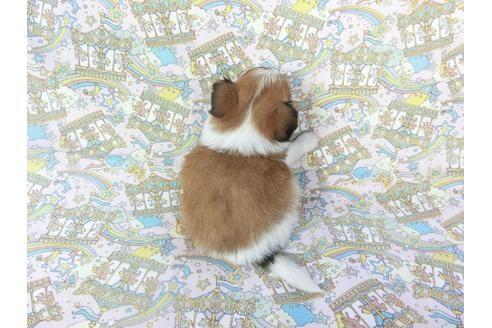 成約済の千葉県のパピヨン-67157の9枚目
