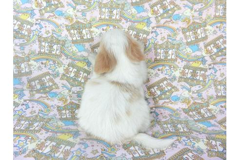 成約済の千葉県のパピヨン-67162の2枚目
