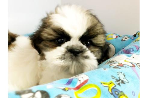子犬