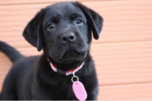 成約済の茨城県のラブラドールレトリーバー-66251の16枚目