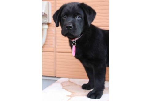 成約済の茨城県のラブラドールレトリーバー-66251の15枚目