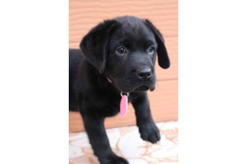 成約済の茨城県のラブラドールレトリーバー-66251の14枚目