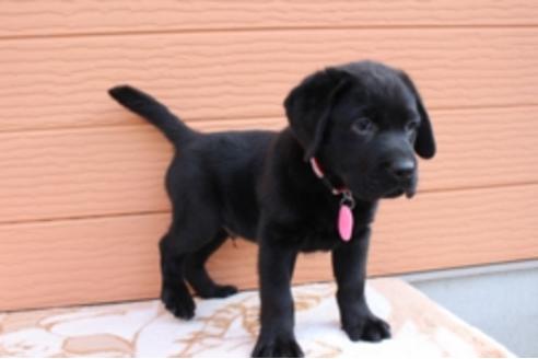 成約済の茨城県のラブラドールレトリーバー-66251の13枚目