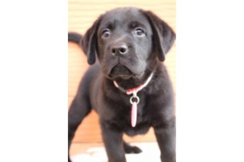 成約済の茨城県のラブラドールレトリーバー-66251の12枚目