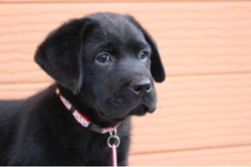 成約済の茨城県のラブラドールレトリーバー-66251の11枚目