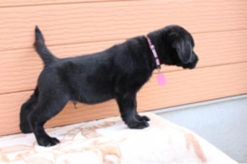 成約済の茨城県のラブラドールレトリーバー-66251の10枚目