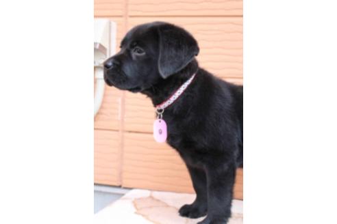 成約済の茨城県のラブラドールレトリーバー-66251の9枚目