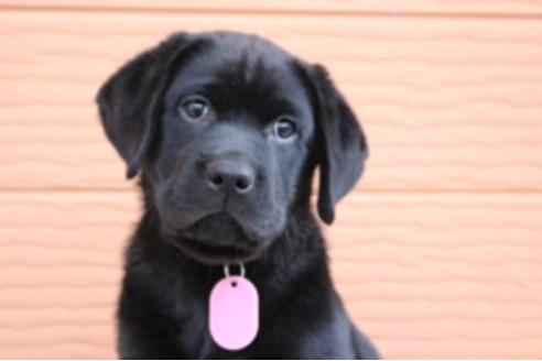 成約済の茨城県のラブラドールレトリーバー-66250の13枚目