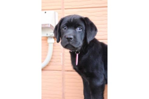 成約済の茨城県のラブラドールレトリーバー-66250の12枚目