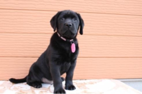 成約済の茨城県のラブラドールレトリーバー-66250の11枚目