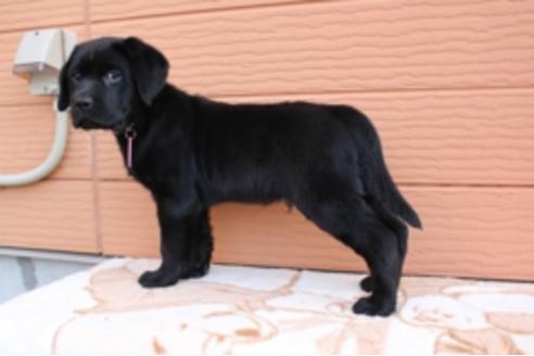 成約済の茨城県のラブラドールレトリーバー-66250の10枚目