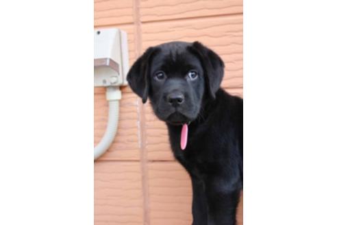 成約済の茨城県のラブラドールレトリーバー-66250の9枚目